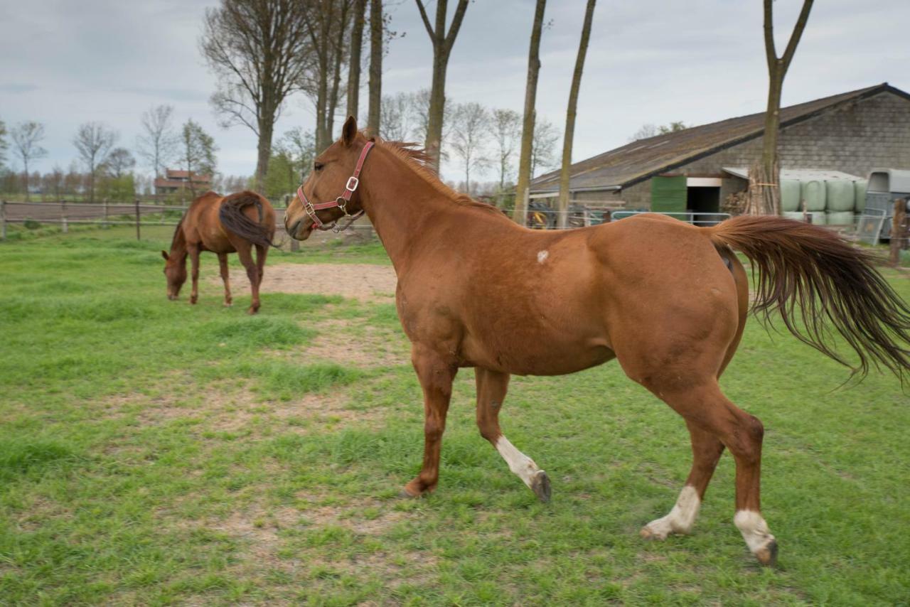 Boeren Biezen Bed Landelijk Villa Exterior foto